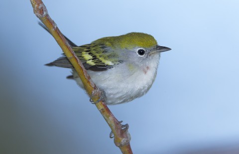 Chestnut-sided Warbler - ML463316911