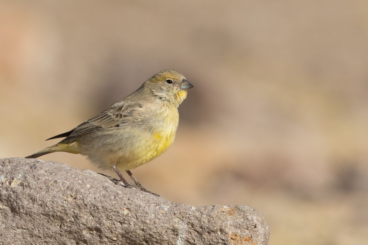 Bright-rumped Yellow-Finch - ML463317421