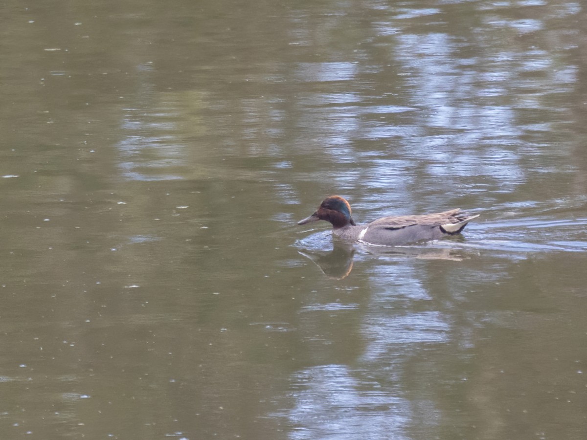 Green-winged Teal - ML463318221