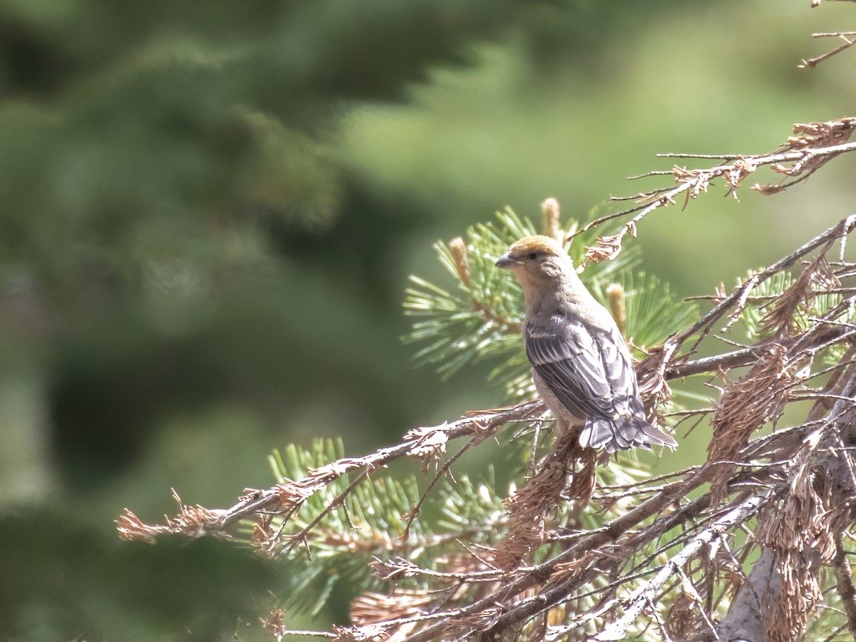 Pine Grosbeak - ML463318451