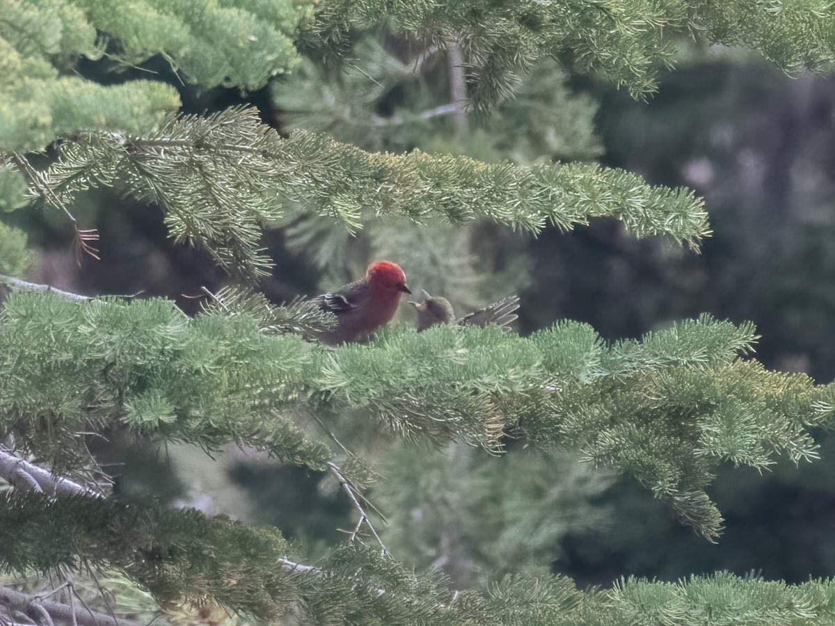 Pine Grosbeak - ML463318711