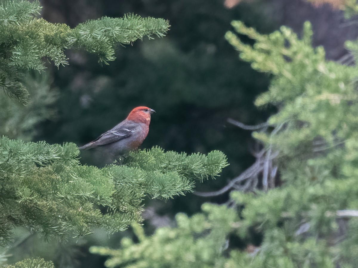 Pine Grosbeak - ML463318721