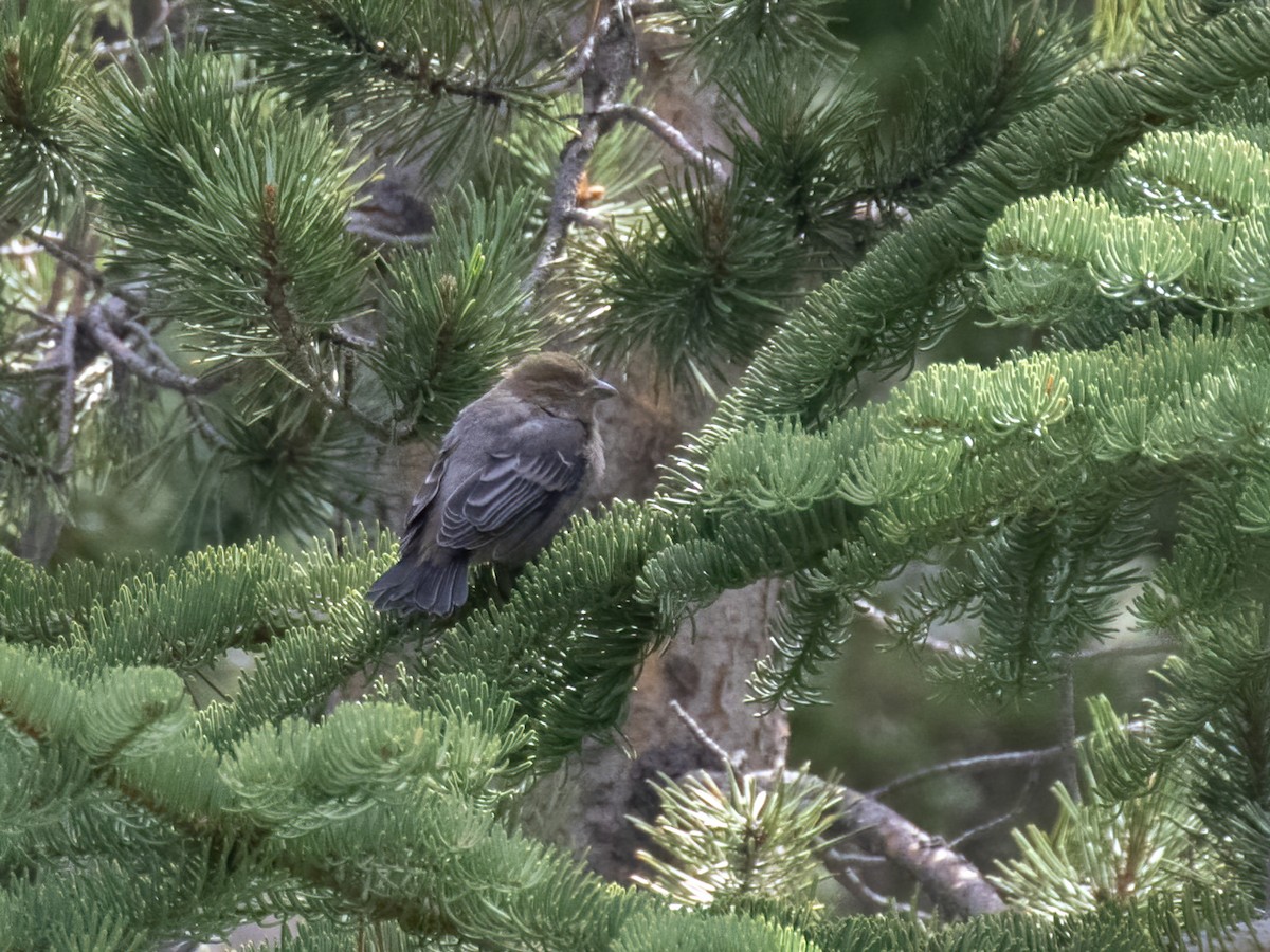 Pine Grosbeak - ML463318731