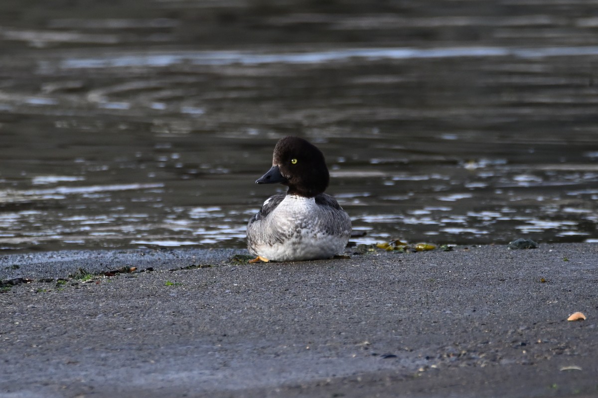 Barrow's Goldeneye - ML463318981