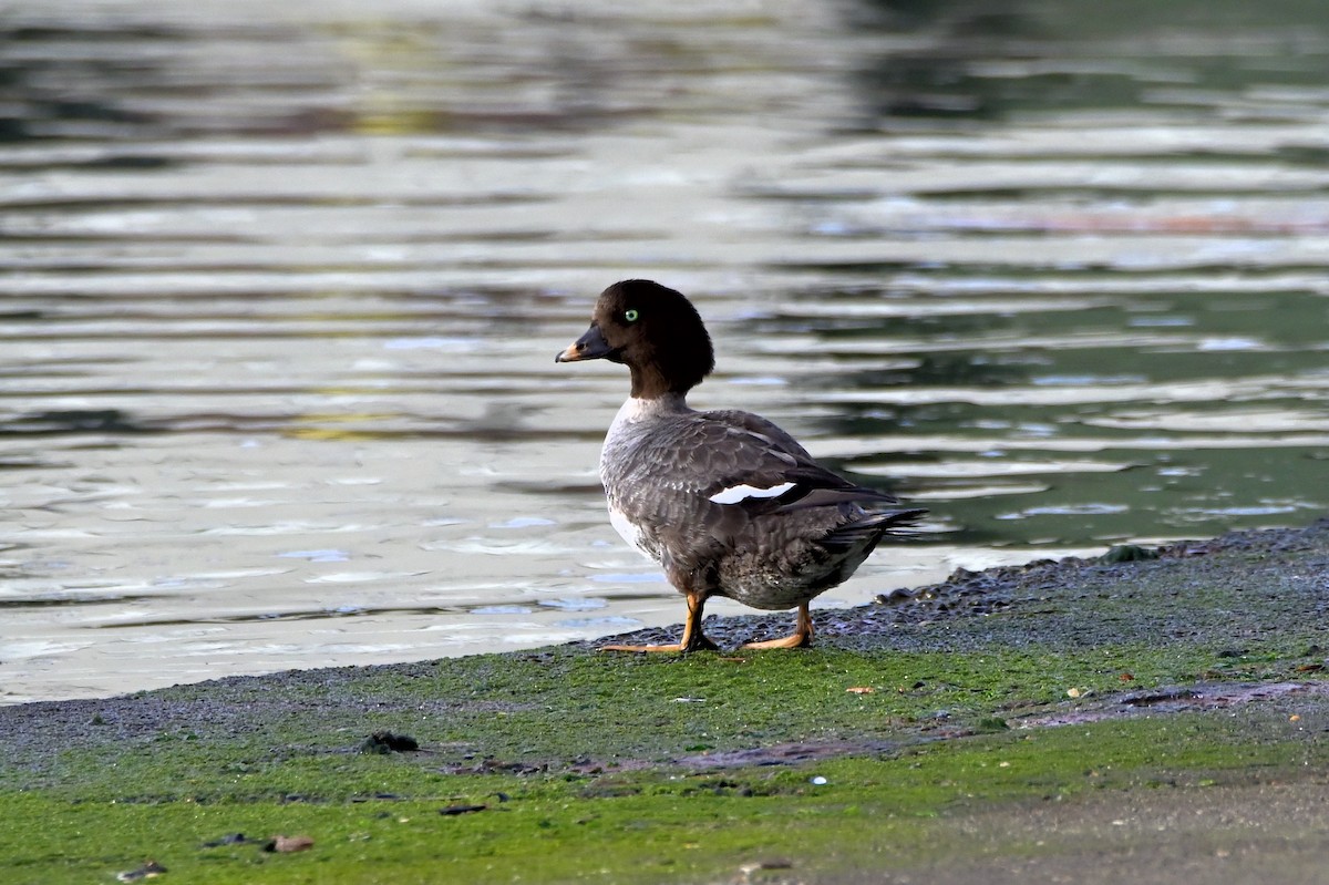 Barrow's Goldeneye - ML463319001
