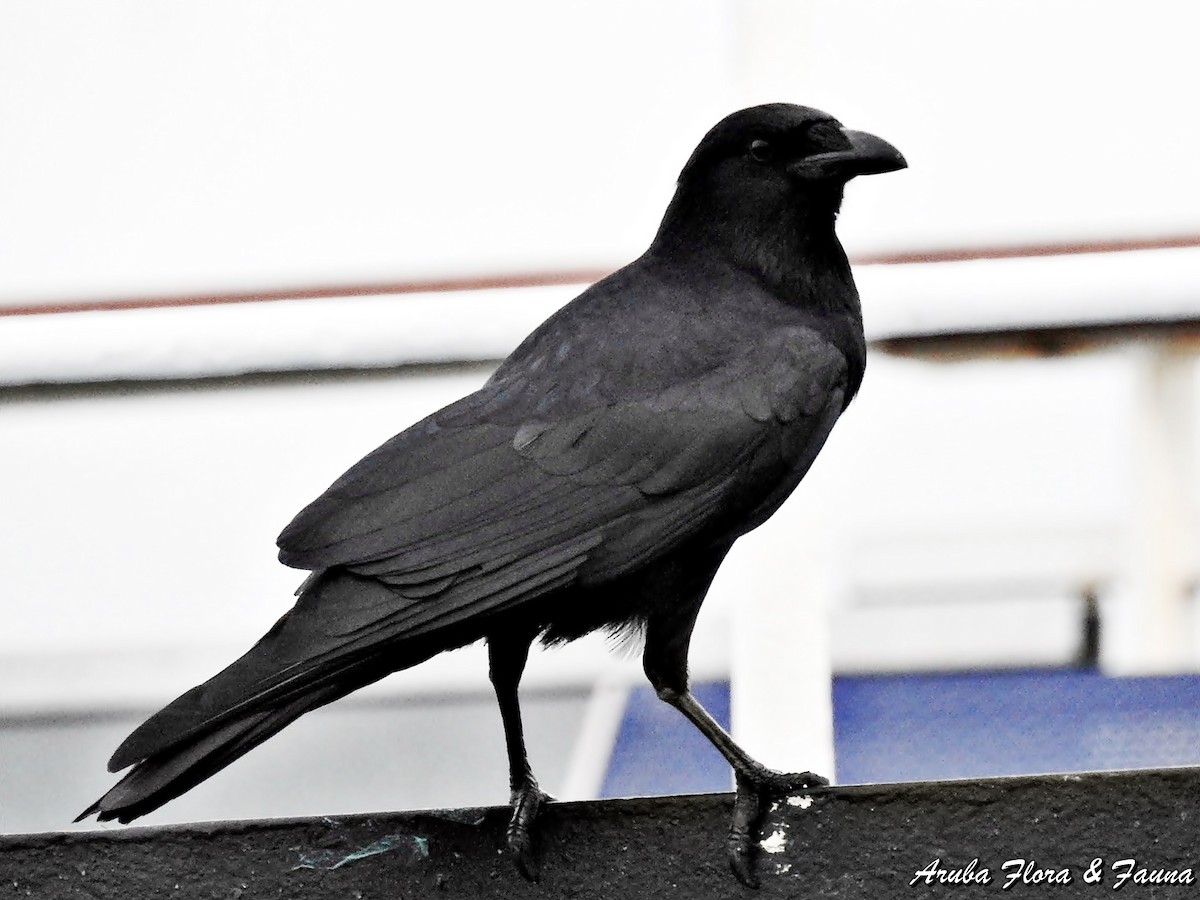 Fish Crow - ML46332021