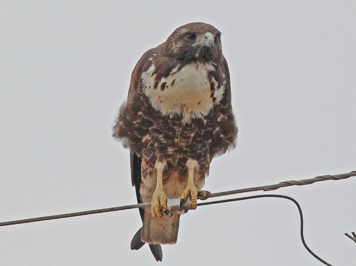 White-tailed Hawk - ML46332071
