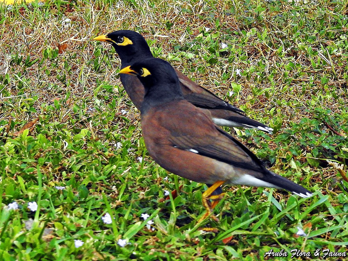 Common Myna - Ross Wauben