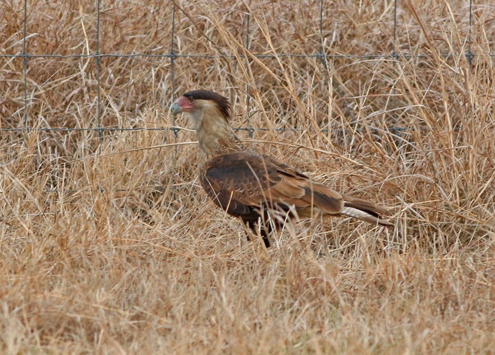 Crested Caracara (Northern) - ML46332121