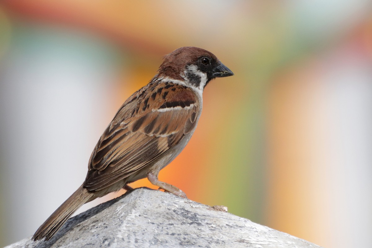 Eurasian Tree Sparrow - ML463321251