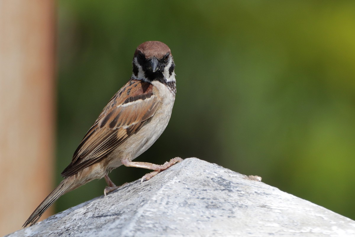 Eurasian Tree Sparrow - ML463321311