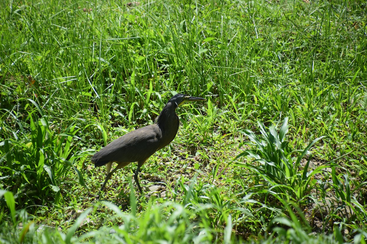 Bare-throated Tiger-Heron - ML463321881