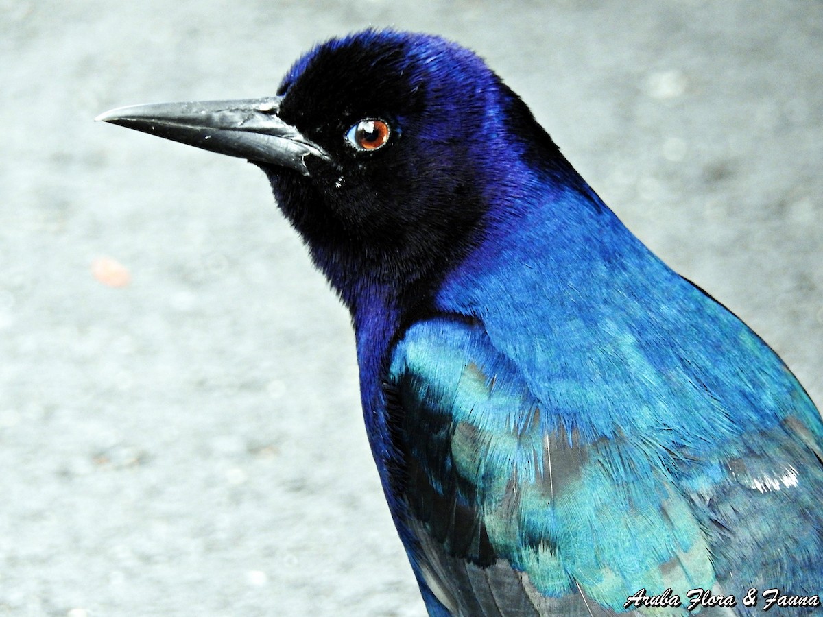 Boat-tailed Grackle - Ross Wauben