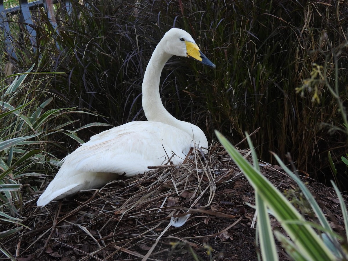 Tundra/Whooper Swan - ML463322481