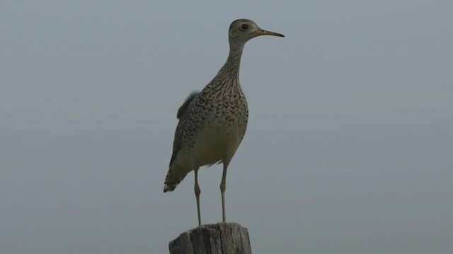 Upland Sandpiper - ML463322571