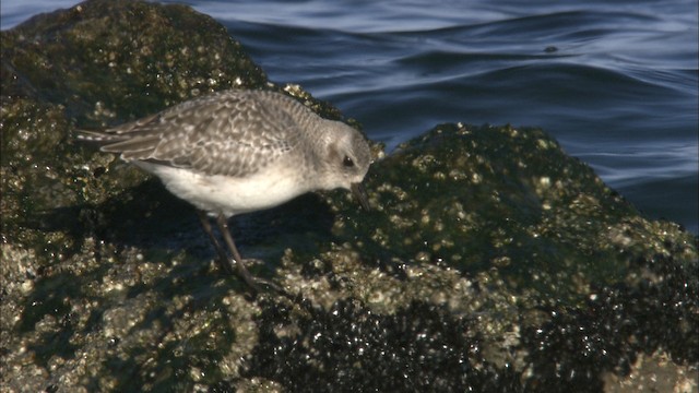 Black-bellied Plover - ML463323