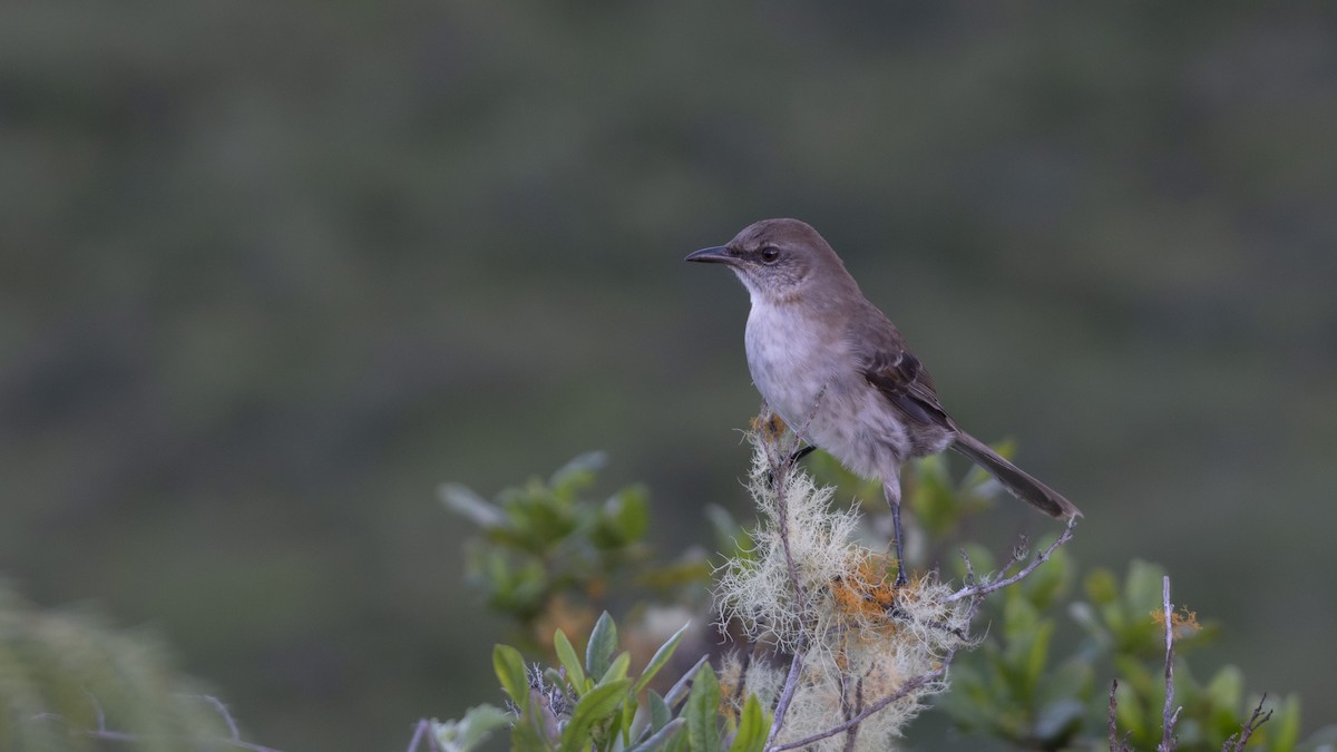 Socorro Mockingbird - ML463324901