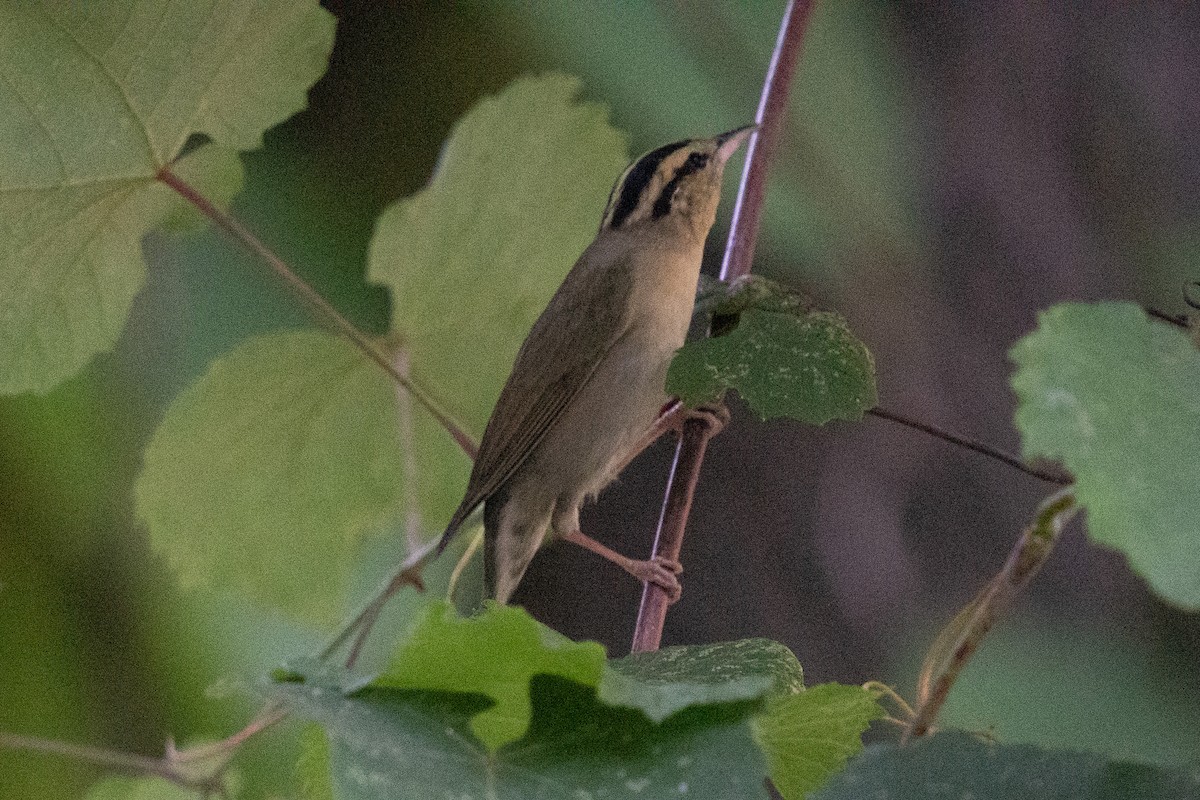 åmeparula - ML463324921