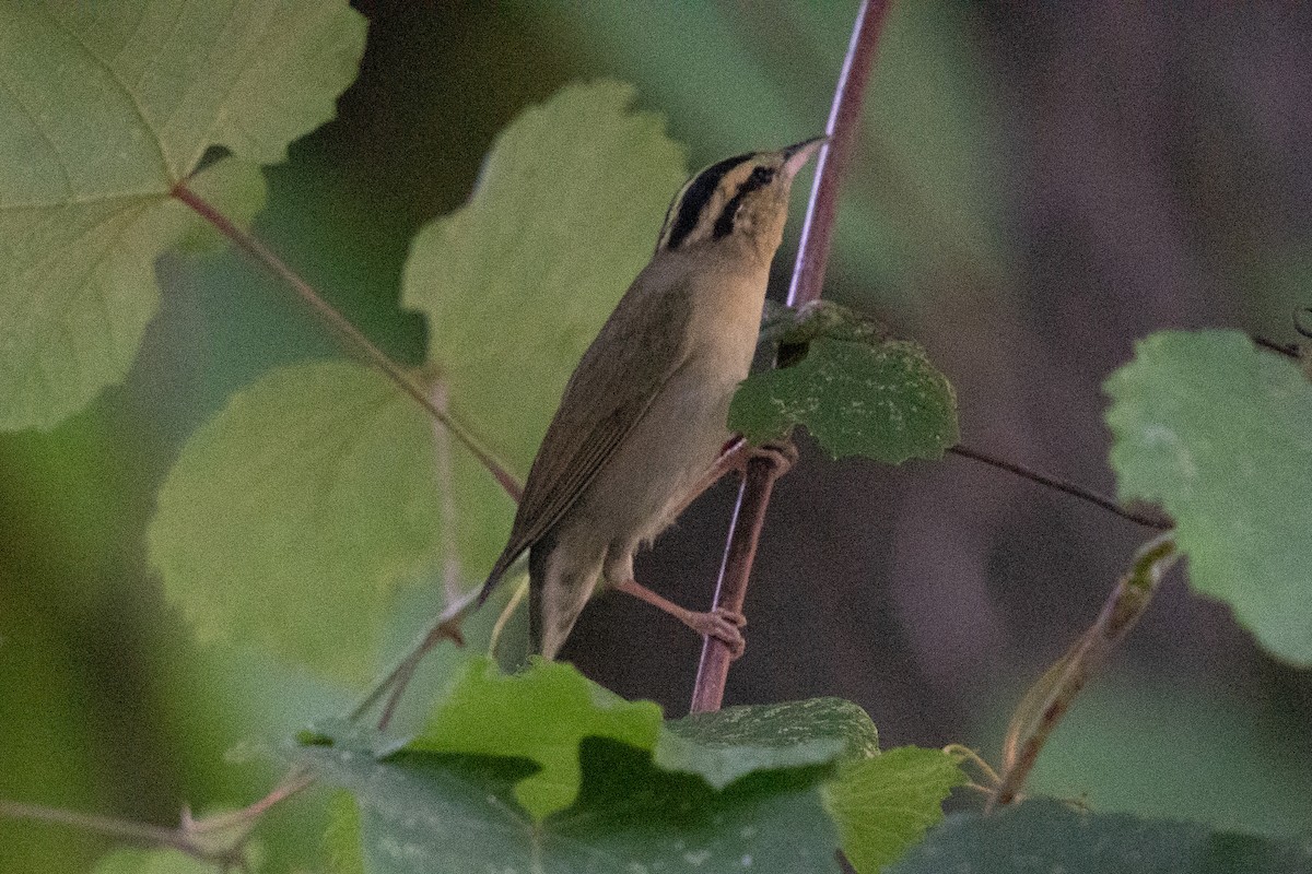 Worm-eating Warbler - ML463324921