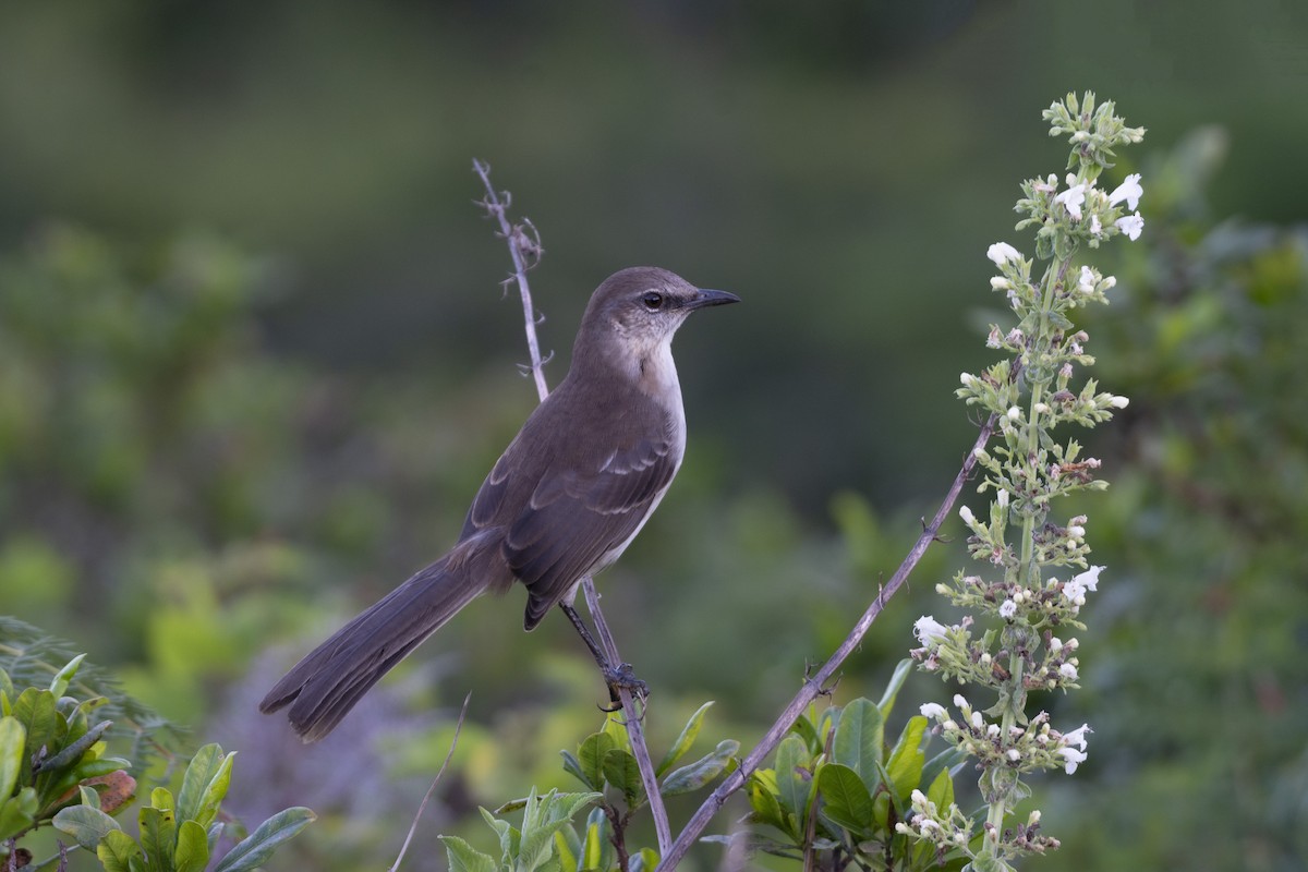 Socorro Mockingbird - ML463324961