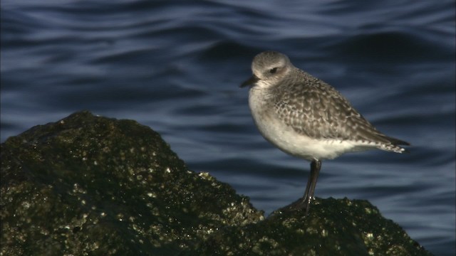 Chorlito Gris - ML463325