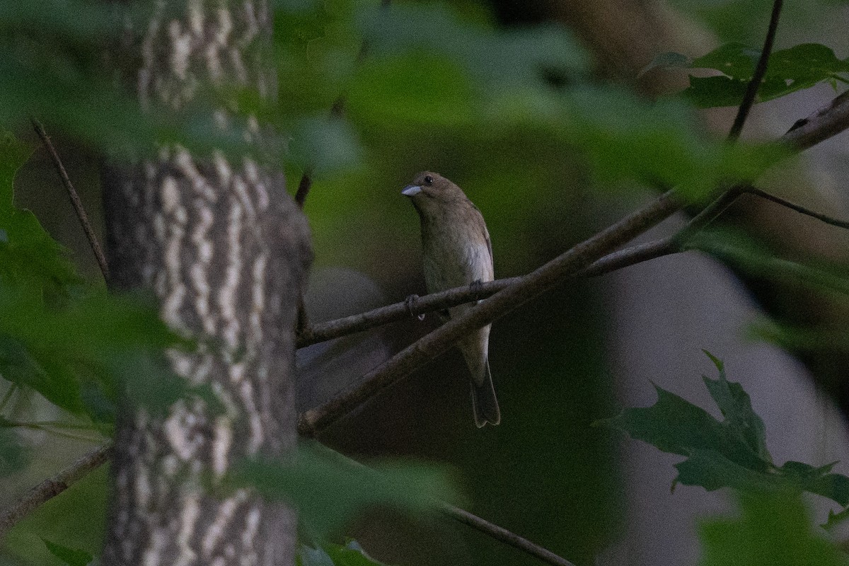 Indigo Bunting - Miles Ross