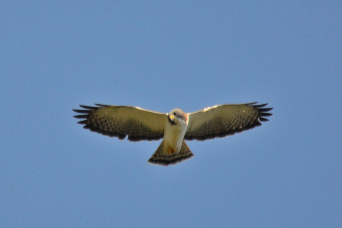 Short-tailed Hawk - ML46332541