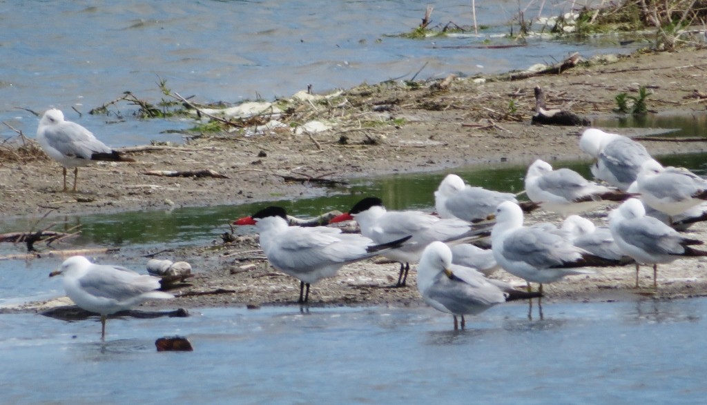 Caspian Tern - ML463325431