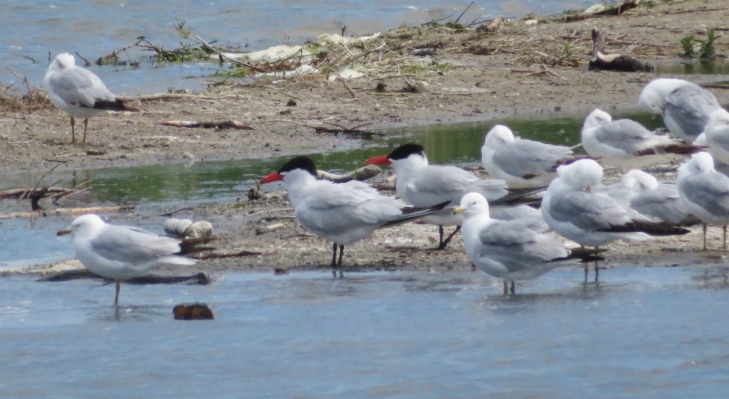 Caspian Tern - Guy Wapple