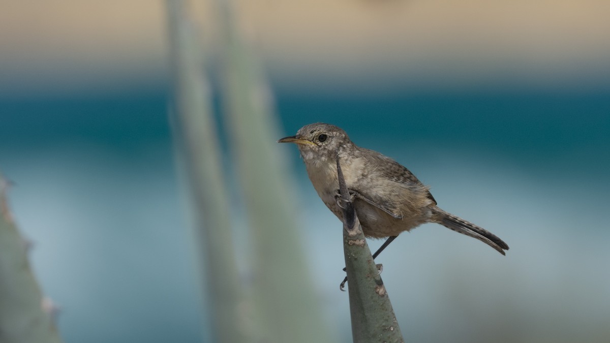 Socorro Wren - ML463325981