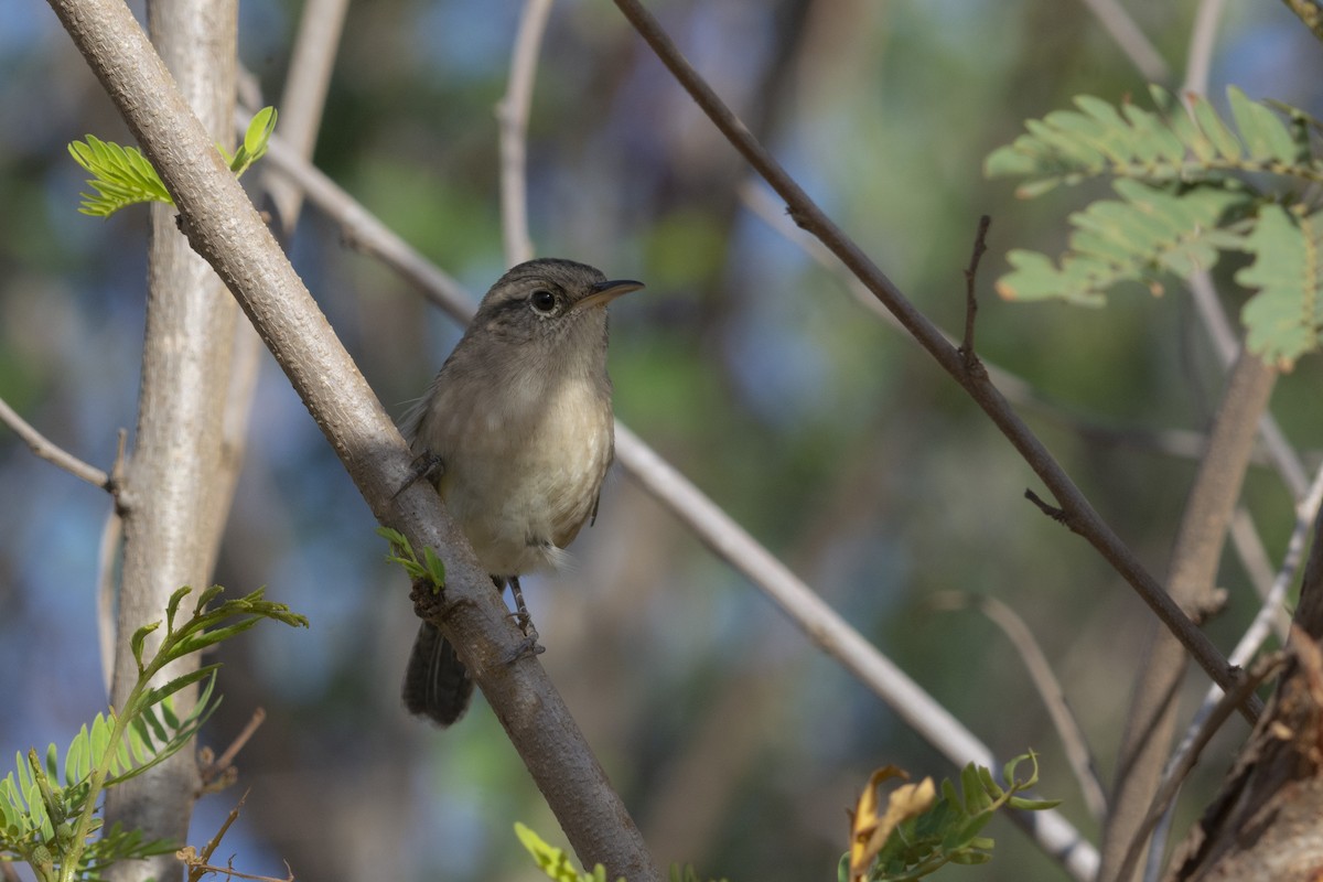 Socorro Wren - Alán Palacios