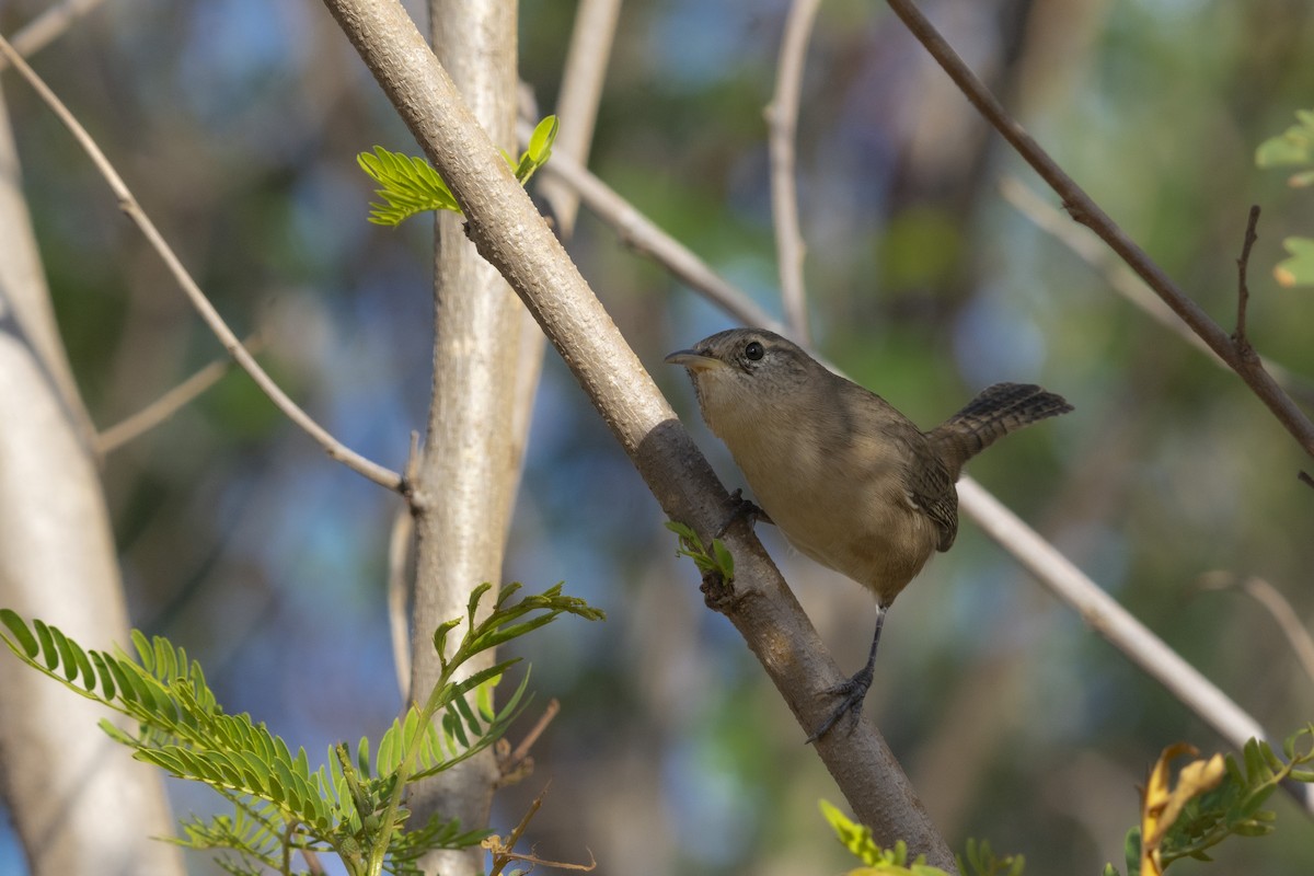 Socorro Wren - ML463326491