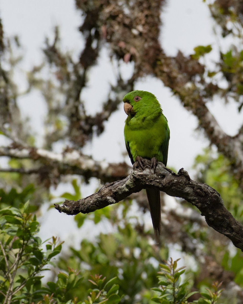 Conure de Socorro - ML463326851