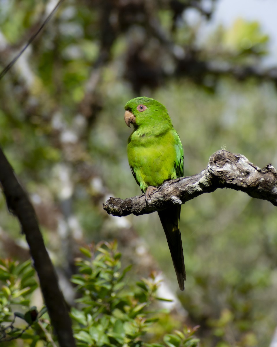 Socorro Parakeet - ML463326891