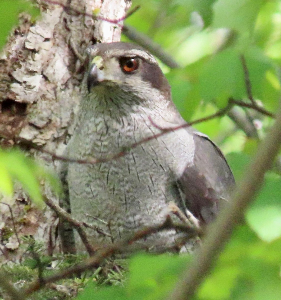 American Goshawk - ML463328361