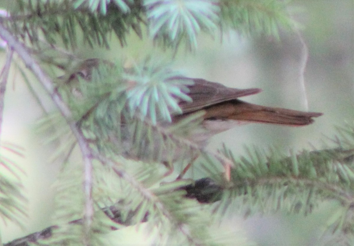 Hermit Thrush - G Stacks