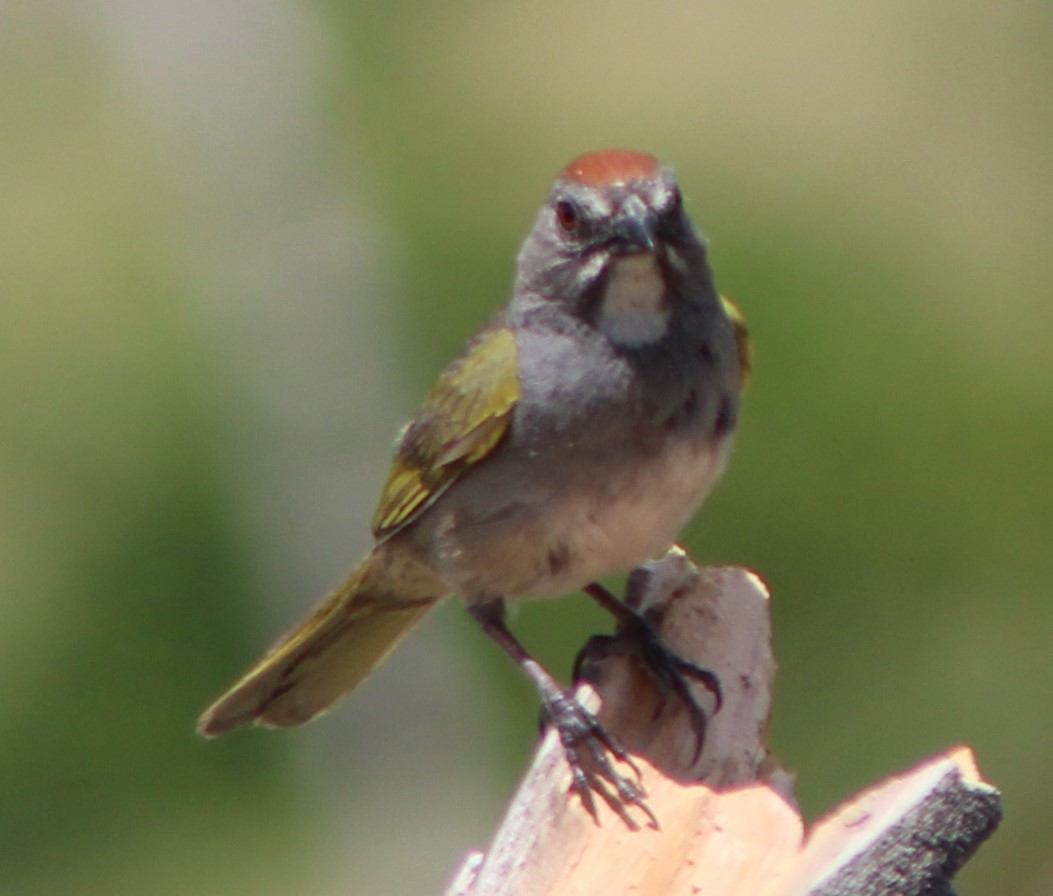 Green-tailed Towhee - ML463330461