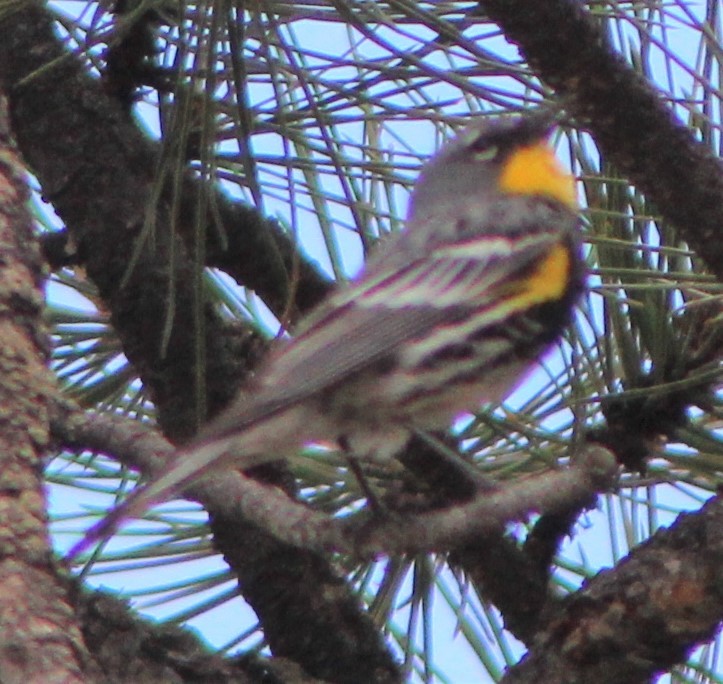 Yellow-rumped Warbler - ML463330541