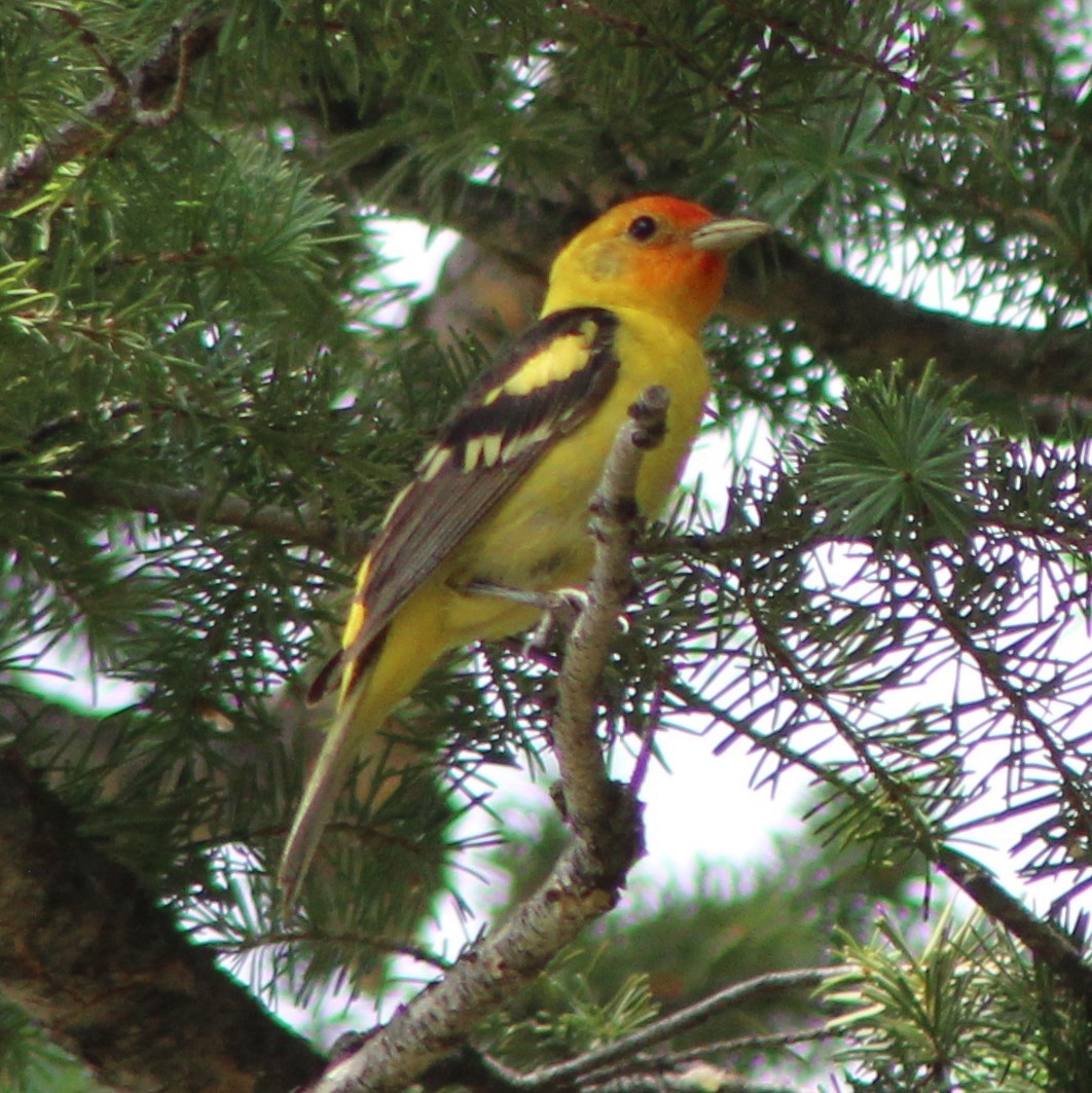 Piranga à tête rouge - ML463330591