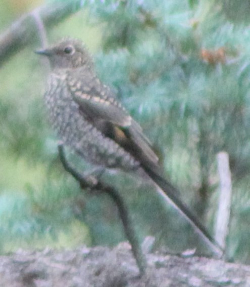 Townsend's Solitaire - ML463330991