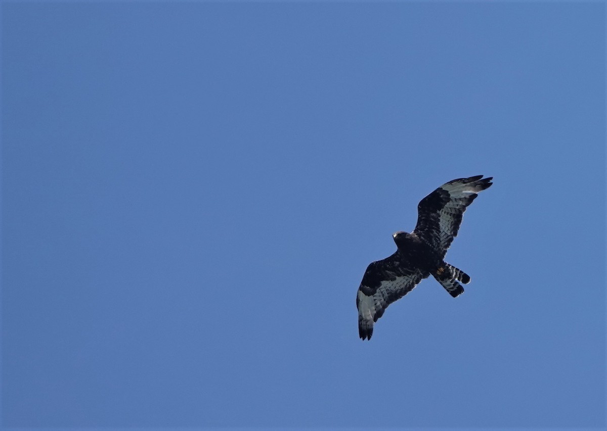 Rough-legged Hawk - ML463331501