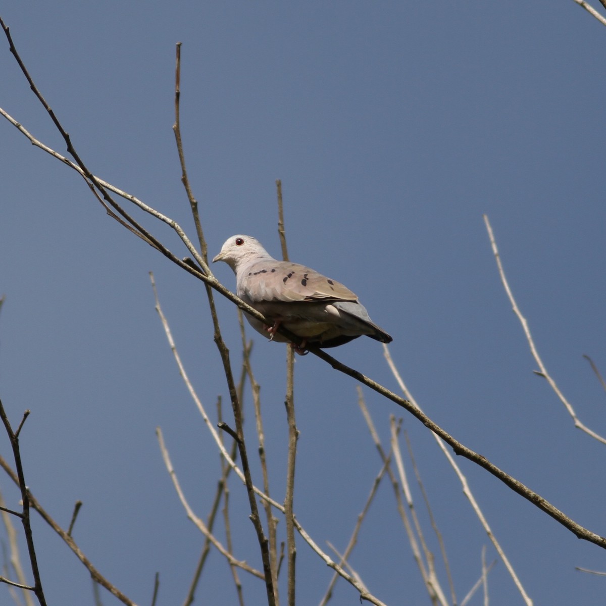 Plain-breasted Ground Dove - ML463332321