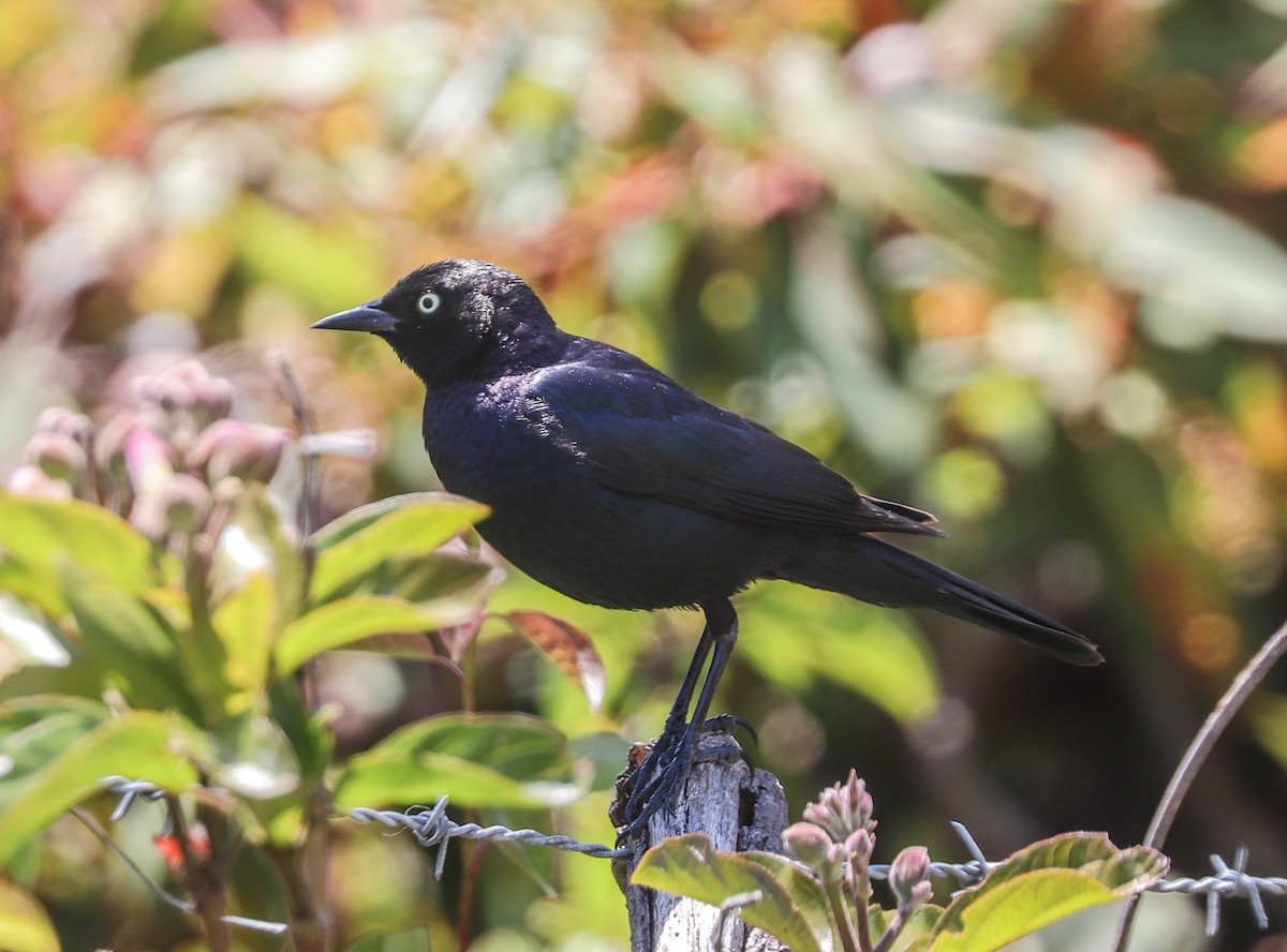 Brewer's Blackbird - ML463337121