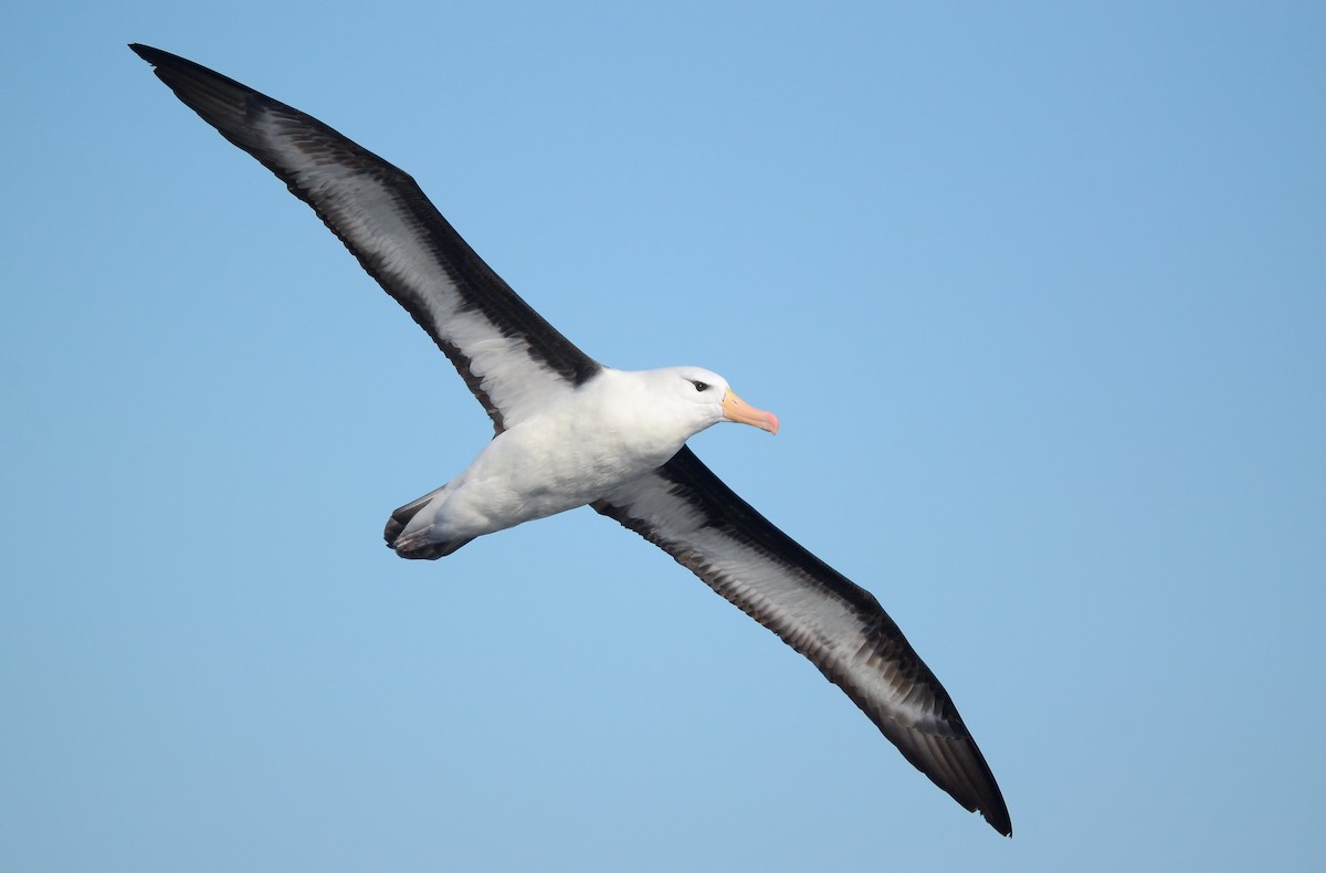 Black-browed Albatross - Pablo Gutiérrez Maier