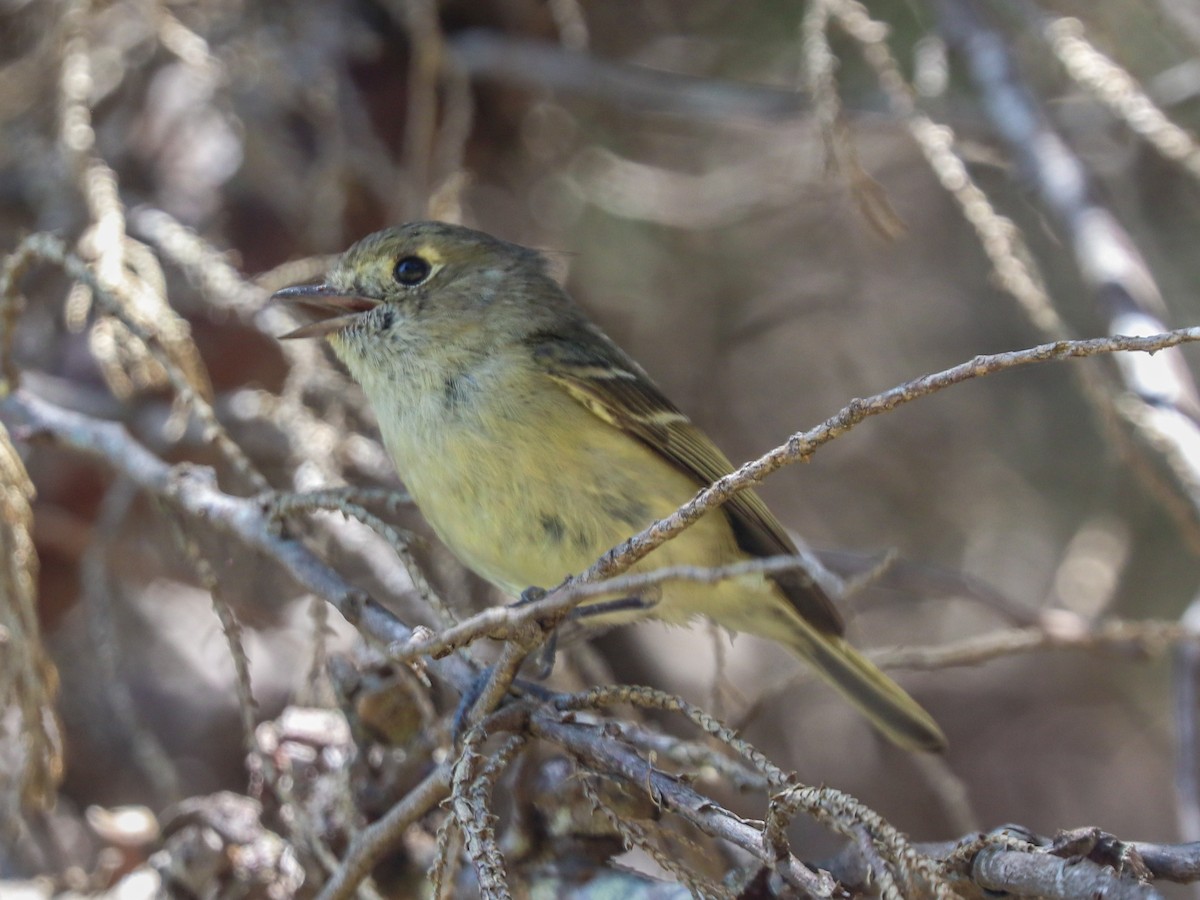 Hutton's Vireo - christian Gernez