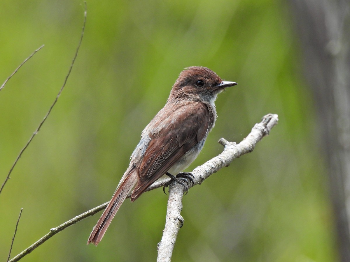 Eastern Phoebe - ML463337451