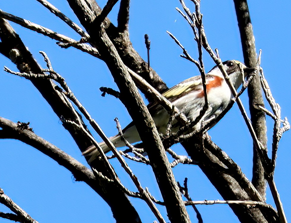 Chestnut-sided Warbler - Charlotte Byers