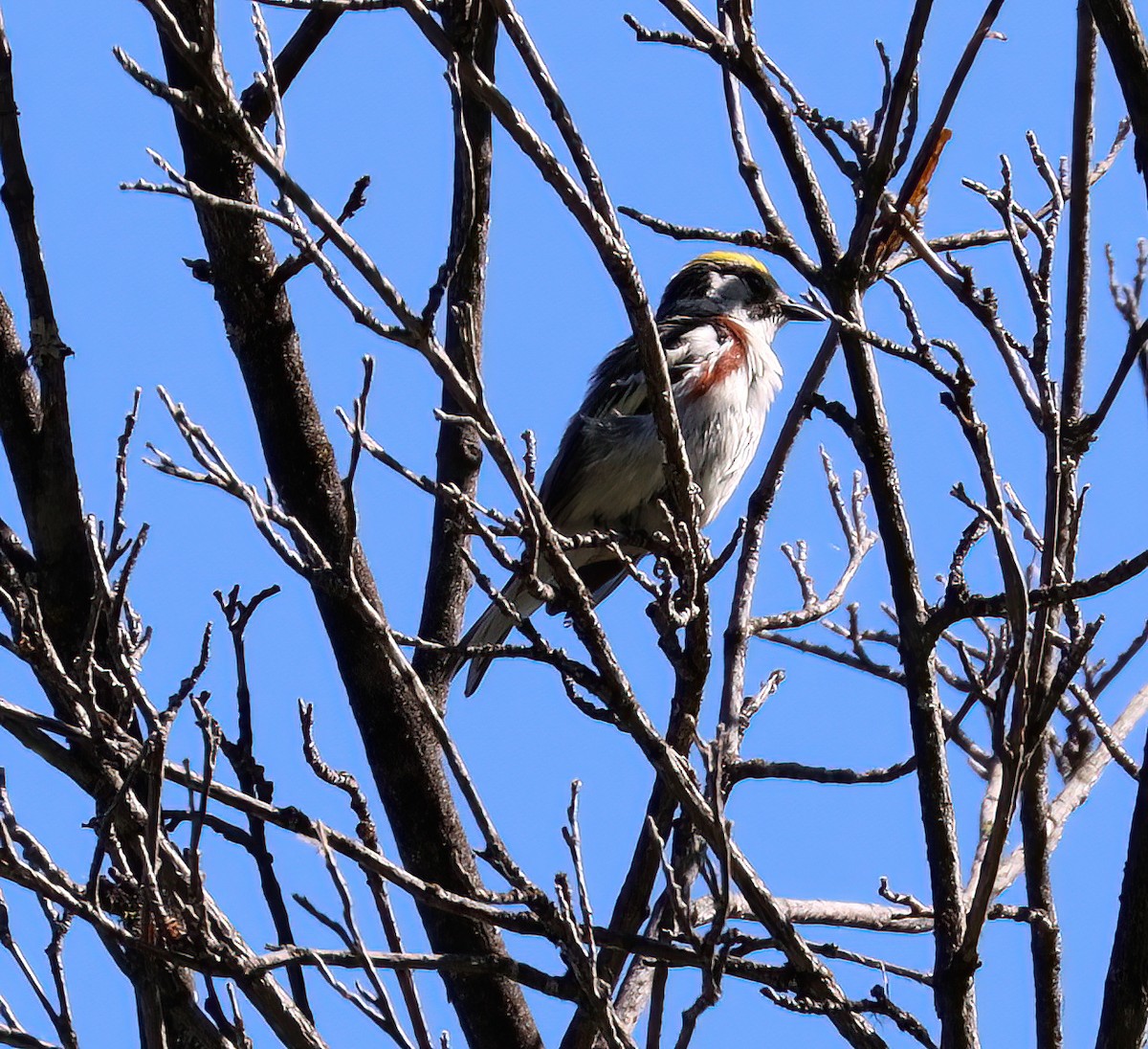 Chestnut-sided Warbler - ML463337501