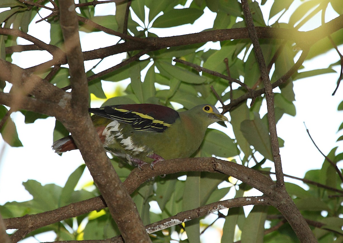 Gray-cheeked Green-Pigeon - ML46334011