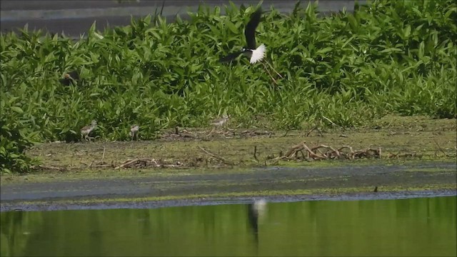 Black-necked Stilt - ML463340691